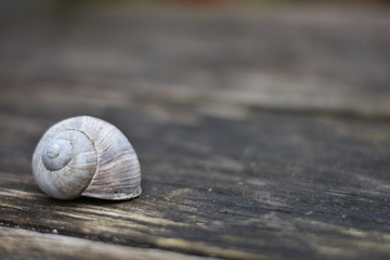 Leeres Gehäuse einer Weinbergschnecke