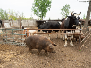 The Happy Animal Farm
