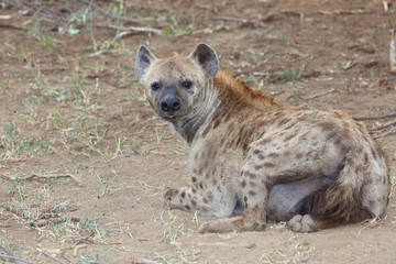 Obraz premium Tüpfelhyäne / Spotted hyaena / Crocuta crocuta