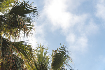 Palm trees in a tropical resort at beautiful sunny day. Image of tropical vacation and sunny...