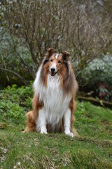 Amerikanischer Collie