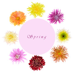 Colorful spring background with beautiful flowers