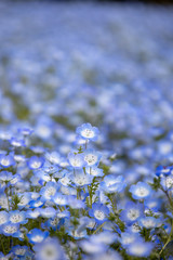 ネモフィラの丘