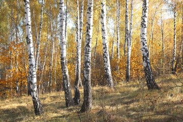beautiful scene with birches in  in october among other birches in birch grove