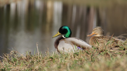 Obraz premium duck by the water
