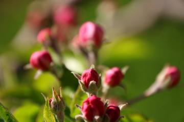 Fototapeta na wymiar Apple blossom in spring 