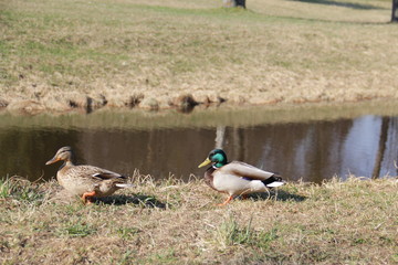 ducks on the grass