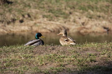 ducks on the grass