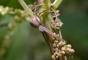 spider sitting on a  grass stem