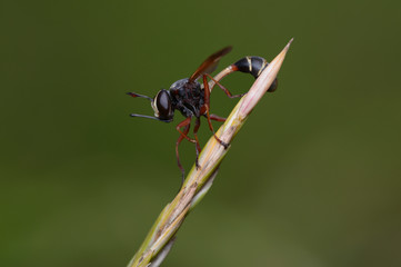 Thick-headed fly, Physocephala furcillata, Conopidae sitting on plant stem
