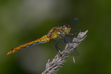 A dragonfly Ruddy Darter, sympetrum sanquineum – sitting on a dry plant stem.
