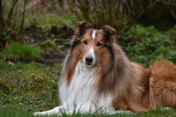 Amerikanischer Collie