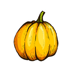 Colorful pumpkin sketch hand drawn illustration. Isolated hand drawn object. Vegetable engraved style illustration. Detailed vegetarian food sketch. Farm market product.
