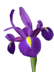 Purple   iris  on white background