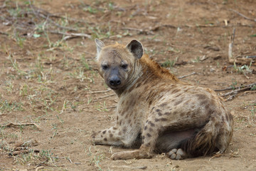 Fototapeta premium Tüpfelhyäne / Spotted hyaena / Crocuta crocuta