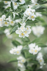 Branch of the blossoming white jasmine in sunny day