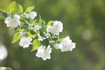Branches of the blossoming jasmine bush with white flowers and green leaves. The place for an...