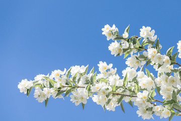 Branches of the blossoming jasmine bush with white flowers and green leaves against the background...