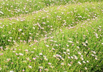Fototapeta premium 菊の花