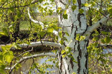 White birch trunk with green leaves on the background of the pond.