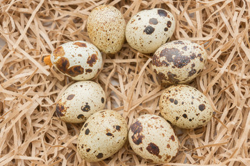 Quail spotted eggs lie on paper strips in the form of hay