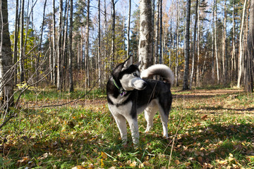 Naklejka na ściany i meble Dog breed Siberian Husky in the forest on nature