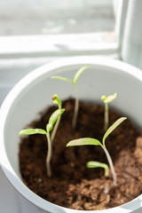 Young seedlings sprouted in a glass in early spring