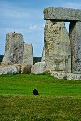 Rook in Front of the Rocks of Stonehenge On a Cloudy Summer Day