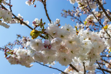 flowers on tree in the garden