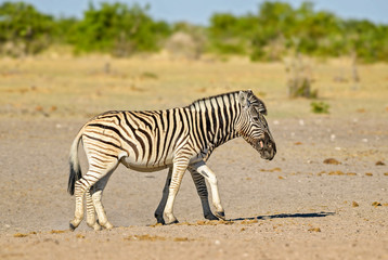 Obraz na płótnie Canvas Plains Zebra - Equus quagga, large popular horse like animal from African savannas, Etosha National Park, Namibia