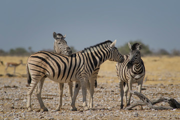 Fototapeta na wymiar Plains Zebra - Equus quagga, large popular horse like animal from African savannas, Etosha National Park, Namibia