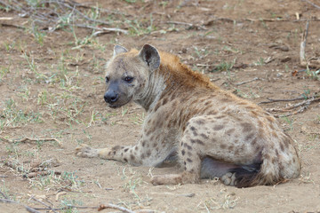 Tüpfelhyäne / Spotted hyaena / Crocuta crocuta