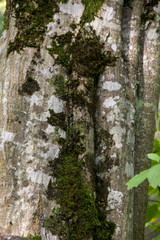Cracked Rough Green Tree Bark with moss