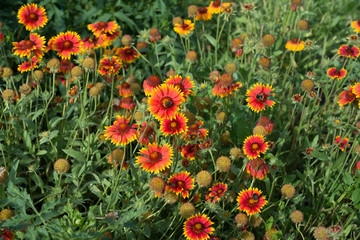 Naklejka premium Gaillardia aristata flowers in the garden