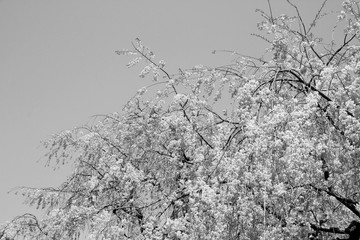 Tokyo cherry blossom