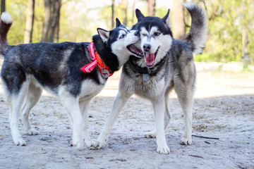 Two huskies are playing in the park. Black and white dog in the park.