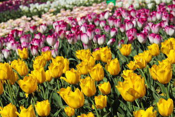 Obraz premium Beautiful bouquet of tulips nature background.