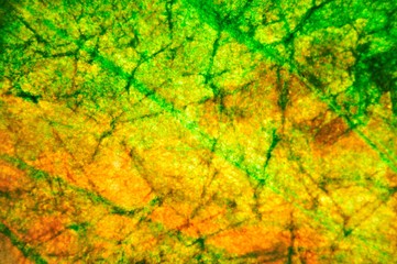 autumn leaves background