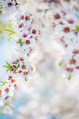 The lush blooming of white flowers of the almond tree in the garden.