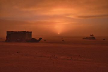 Fototapeta premium Camel in the desert