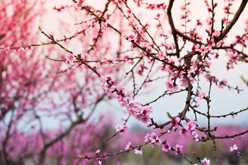 Pink peach flowers begin blooming in the garden. Beautiful flowering branch of peach on blurred garden background. Close-up, spring theme of nature. Selective focus