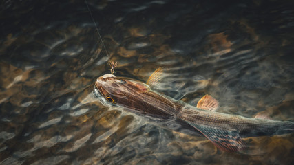 Grayling caught on fly fishing rod