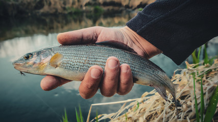 Grayling caught on fly fishing rod