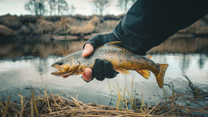fisherman holding brown trout out of the water
