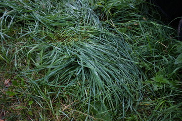 green grass on the ground