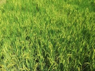 Top view of yellow paddy in green rice field. Real nature at the rural.