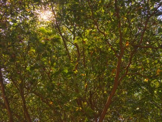 Fototapeta premium Sunlight through leaves on the top tree. Sunshine reflect on green and yellow leaves of Terminalia ivorensis tree.
