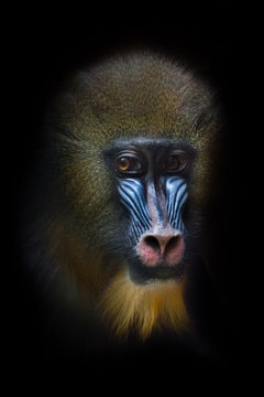 Sadness in the eyes, sad look. The pensive face of a madril monkey Rafiki  Isolated black background