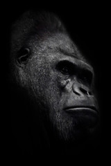 The brutal muzzle (face) of a powerful and strong male gorilla is a symbol of masculinity and...