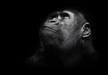 Foto auf Acrylglas Tieren Ernster großer Affenblick. Ein erwachsener weiblicher Gorilla mit ernstem Gesichtsausdruck lächelt seitlich, Nahaufnahme, isolierter schwarzer Hintergrund